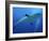 Grey Reef Shark Female-null-Framed Photographic Print