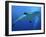 Grey Reef Shark Female-null-Framed Photographic Print
