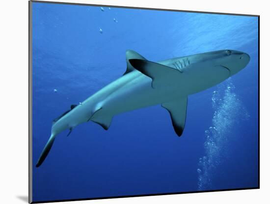 Grey Reef Shark Female-null-Mounted Photographic Print