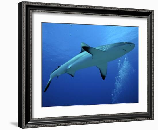 Grey Reef Shark Female-null-Framed Photographic Print