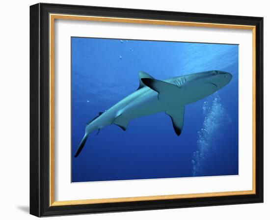 Grey Reef Shark Female-null-Framed Photographic Print