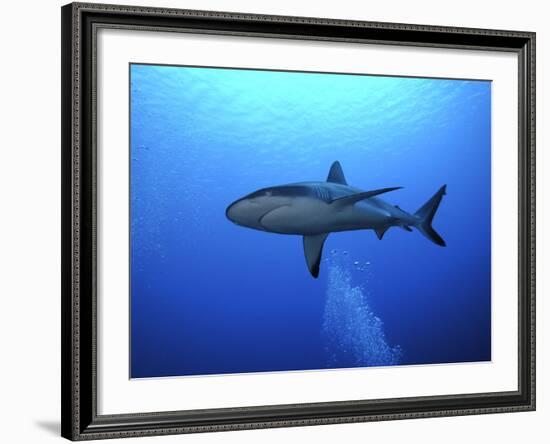 Grey Reef Shark Once Common Through Out the Indo-null-Framed Photographic Print