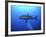 Grey Reef Shark Once Common Through Out the Indo-null-Framed Photographic Print