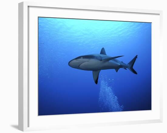 Grey Reef Shark Once Common Through Out the Indo-null-Framed Photographic Print