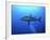 Grey Reef Shark Once Common Through Out the Indo-null-Framed Photographic Print