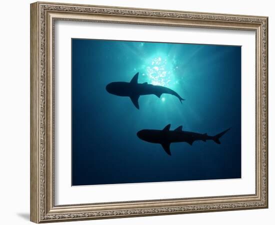 Grey Reef Sharks Grey Reef Sharks-null-Framed Photographic Print