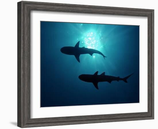 Grey Reef Sharks Grey Reef Sharks-null-Framed Photographic Print