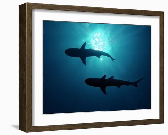 Grey Reef Sharks Grey Reef Sharks--Framed Photographic Print