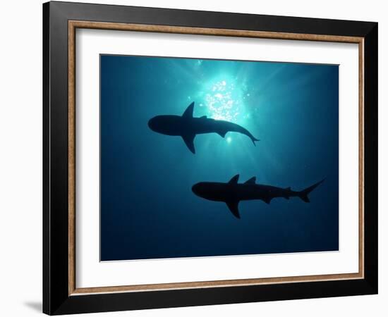 Grey Reef Sharks Grey Reef Sharks-null-Framed Photographic Print