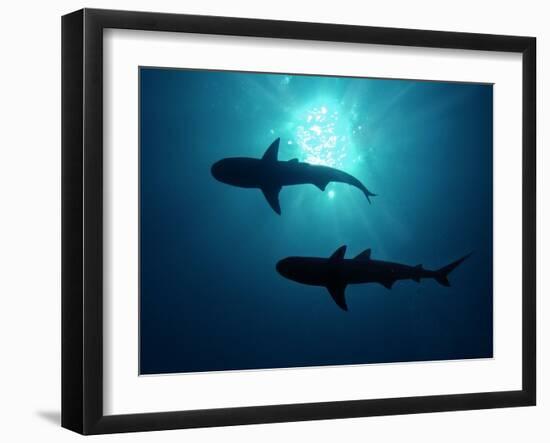 Grey Reef Sharks Grey Reef Sharks-null-Framed Photographic Print