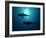 Grey Reef Sharks Grey Reef Sharks-null-Framed Photographic Print