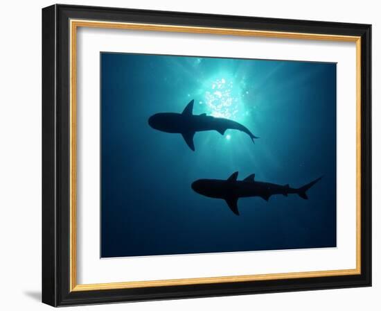 Grey Reef Sharks Grey Reef Sharks--Framed Photographic Print