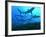 Grey Reef Sharks Swimming into the Fakarava Lagoon-null-Framed Photographic Print