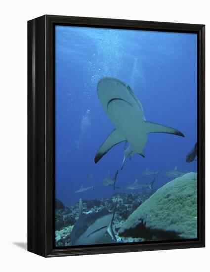 Grey Reef Sharks-null-Framed Premier Image Canvas