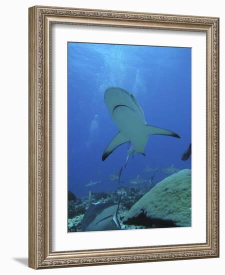 Grey Reef Sharks-null-Framed Photographic Print