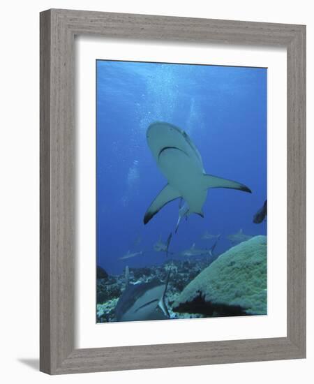 Grey Reef Sharks-null-Framed Photographic Print