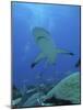 Grey Reef Sharks-null-Mounted Photographic Print