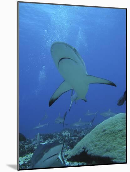 Grey Reef Sharks-null-Mounted Photographic Print