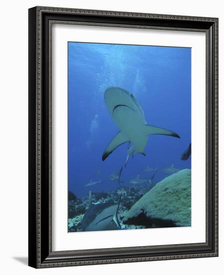 Grey Reef Sharks-null-Framed Photographic Print