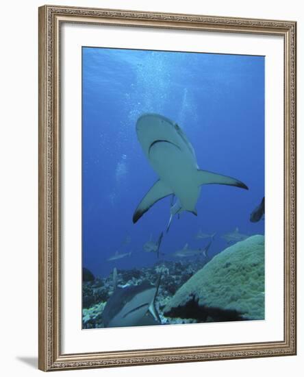 Grey Reef Sharks-null-Framed Photographic Print