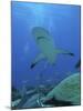 Grey Reef Sharks-null-Mounted Photographic Print