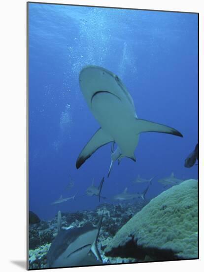 Grey Reef Sharks-null-Mounted Photographic Print