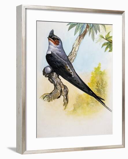 Grey-Rumped Treeswift (Hemiprocne Longipennis), Hemiprocnidae-null-Framed Giclee Print