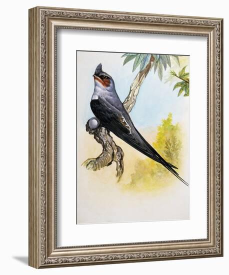 Grey-Rumped Treeswift (Hemiprocne Longipennis), Hemiprocnidae-null-Framed Giclee Print