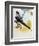 Grey-Rumped Treeswift (Hemiprocne Longipennis), Hemiprocnidae-null-Framed Giclee Print