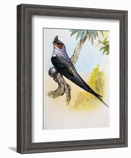 Grey-Rumped Treeswift (Hemiprocne Longipennis), Hemiprocnidae-null-Framed Giclee Print