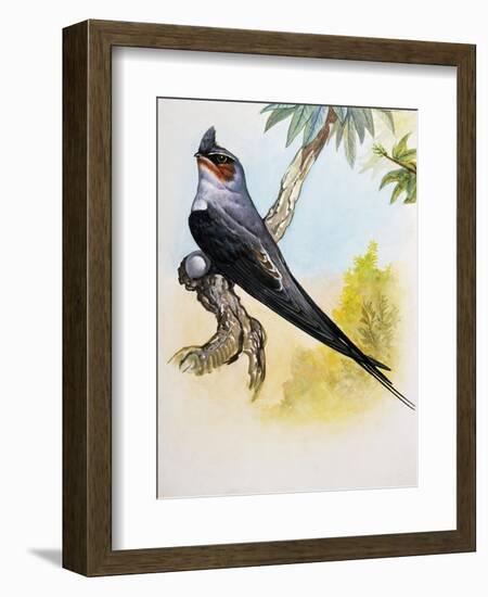 Grey-Rumped Treeswift (Hemiprocne Longipennis), Hemiprocnidae-null-Framed Giclee Print