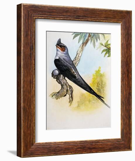 Grey-Rumped Treeswift (Hemiprocne Longipennis), Hemiprocnidae-null-Framed Giclee Print