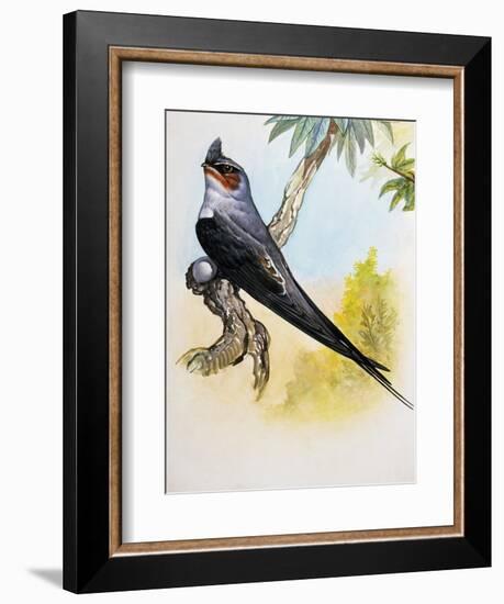 Grey-Rumped Treeswift (Hemiprocne Longipennis), Hemiprocnidae-null-Framed Giclee Print