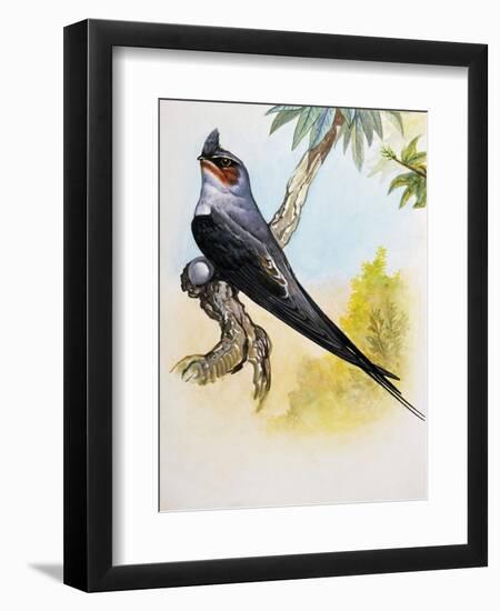 Grey-Rumped Treeswift (Hemiprocne Longipennis), Hemiprocnidae-null-Framed Giclee Print