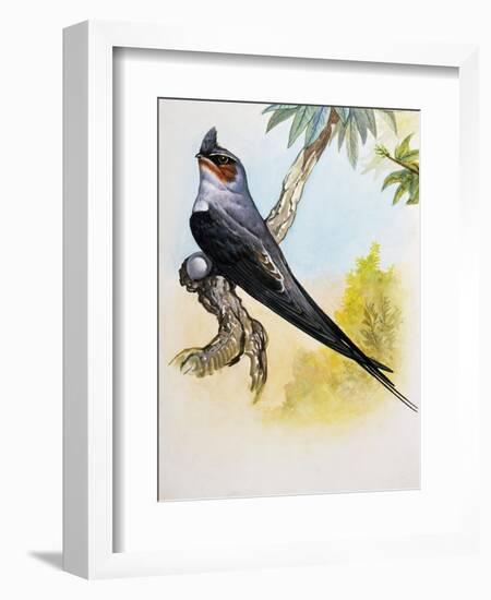 Grey-Rumped Treeswift (Hemiprocne Longipennis), Hemiprocnidae-null-Framed Giclee Print