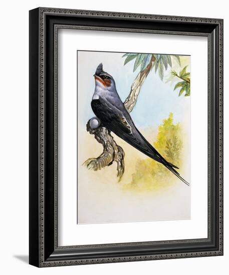 Grey-Rumped Treeswift (Hemiprocne Longipennis), Hemiprocnidae-null-Framed Giclee Print