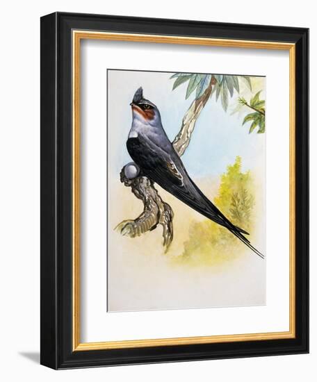 Grey-Rumped Treeswift (Hemiprocne Longipennis), Hemiprocnidae-null-Framed Giclee Print