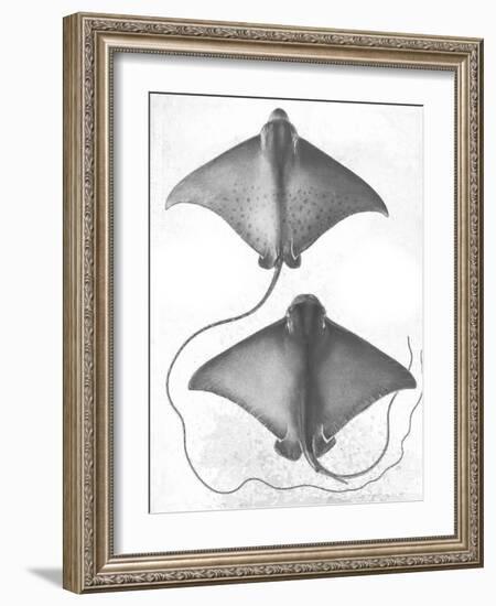 Grey-Scale Stingrays I-Studio W-Framed Art Print