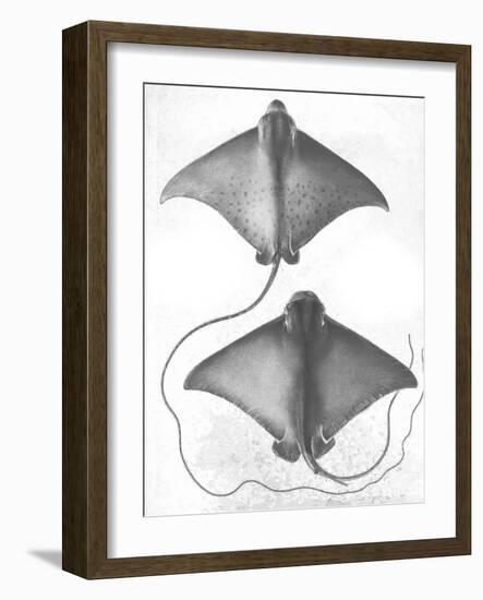 Grey-Scale Stingrays I-Studio W-Framed Art Print