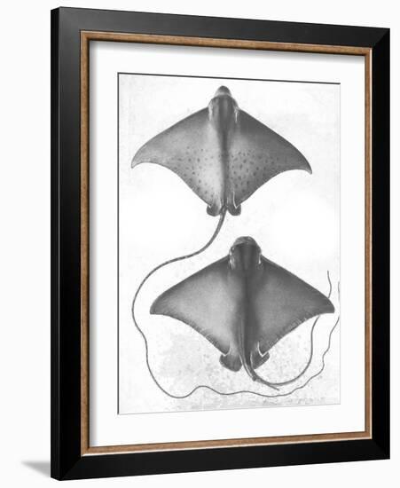 Grey-Scale Stingrays I-Studio W-Framed Art Print