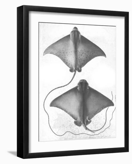 Grey-Scale Stingrays I-Studio W-Framed Art Print