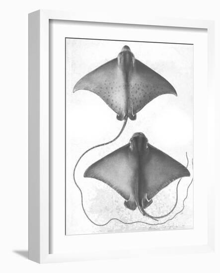 Grey-Scale Stingrays I-Studio W-Framed Art Print