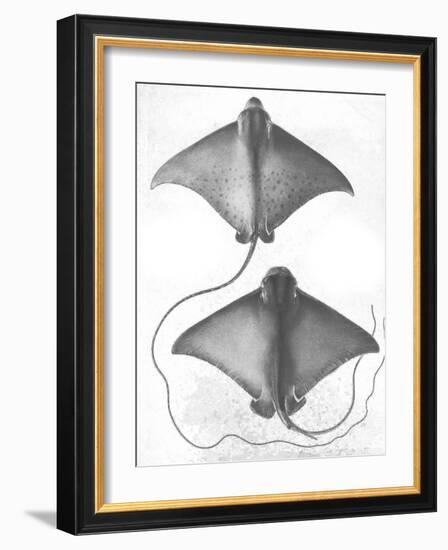 Grey-Scale Stingrays I-Studio W-Framed Art Print