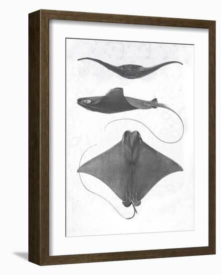 Grey-Scale Stingrays II-Studio W-Framed Art Print