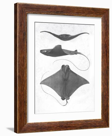 Grey-Scale Stingrays II-Studio W-Framed Art Print