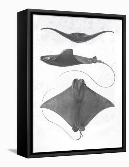 Grey-Scale Stingrays II-Studio W-Framed Stretched Canvas