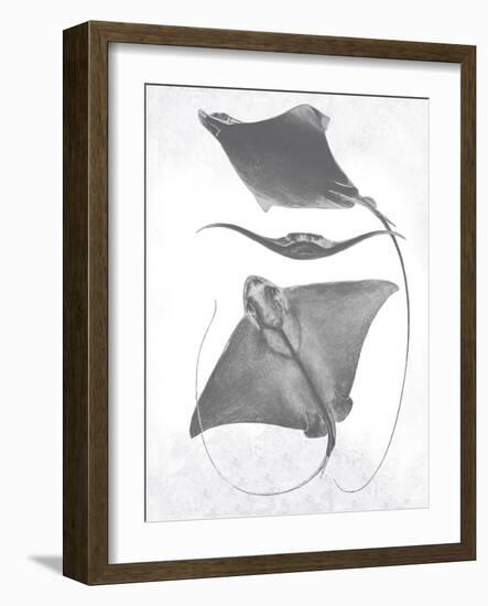 Grey-Scale Stingrays III-Studio W-Framed Art Print