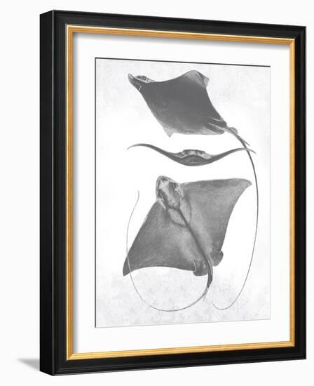 Grey-Scale Stingrays III-Studio W-Framed Art Print