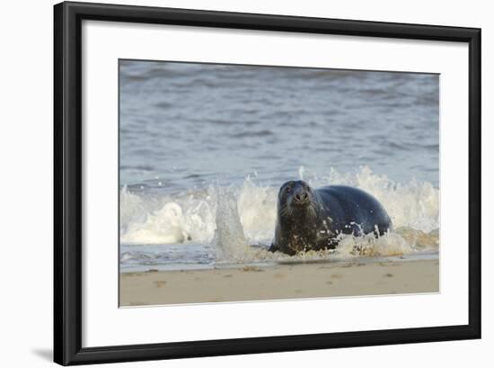 Grey Seal (Halichoerus Grypus) Adult Hauling Ashore Among Breaking Waves-Nick Upton-Framed Photographic Print