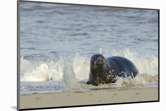 Grey Seal (Halichoerus Grypus) Adult Hauling Ashore Among Breaking Waves-Nick Upton-Mounted Photographic Print